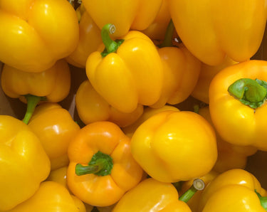 20 Organic Yellow MINI BELL PEPPER Sweet Mild Miniature Capsicum Annuum Vegetable Seeds